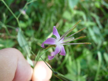 Capitule penché formé de 5 fleurs pourpres. Agrandir dans une nouvelle fenêtre (ou onglet)